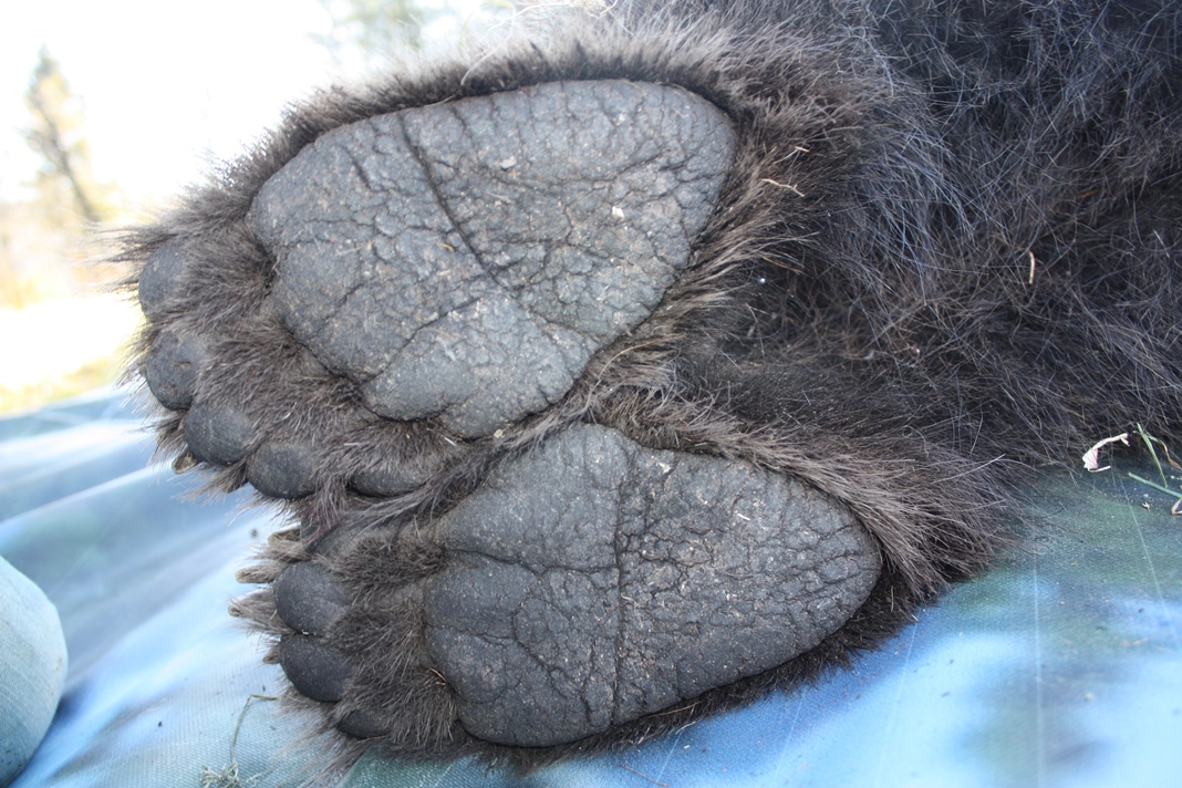 Bear feet (photo credit: Djuro Huber, none usage restrictions)