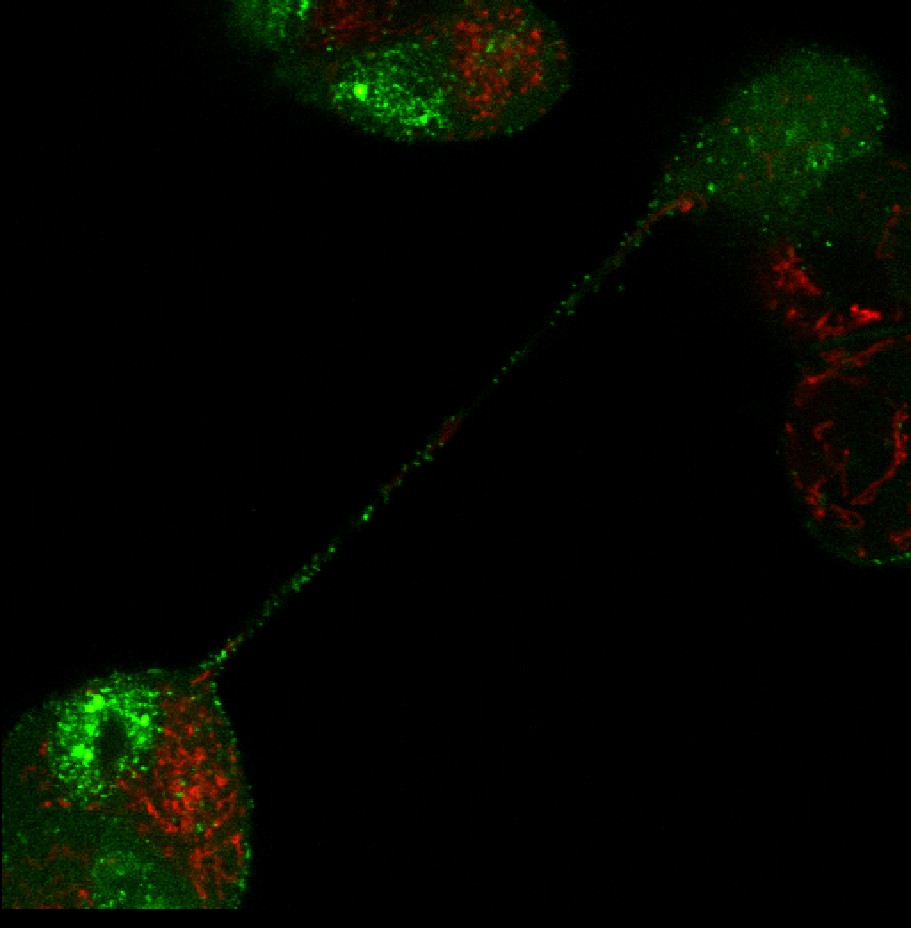 Rycina przedstawia transport znakowanych (zielonych) cząsteczek wirusa BHV-1 przez połączenia międzykomórkowe typu nanorurki. Markerem zielonym oznaczono GFP związany z kapsydem wirusa, markerem czerwonym − mitochondria