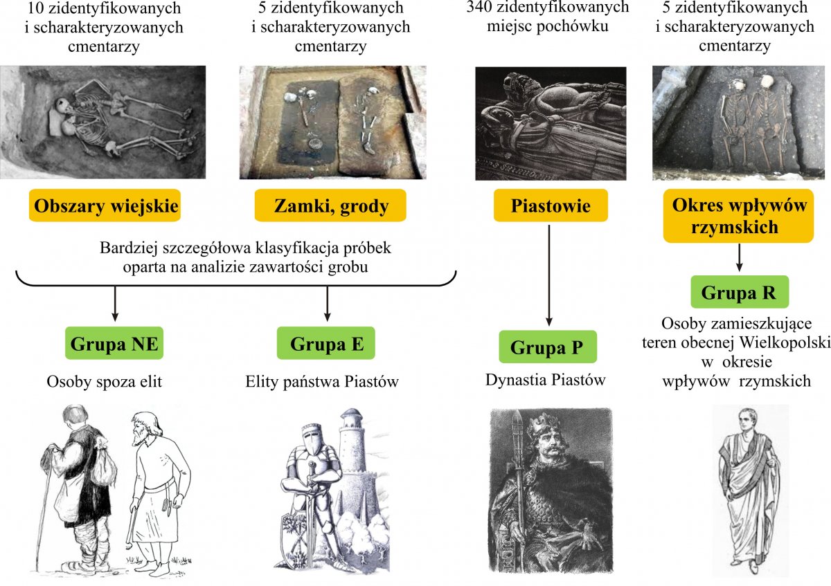 Podział próbek materiału biologicznego z wybranych cmentarzy. Próbki zebrane na dziesięciu zidentyfikowanych i scharakteryzowanych cmentarzach na obszarach wiejskich tworzą Grupę NE - osoby spoza elit. Próbki zebrane na pięciu zidentyfikowanych i scharakteryzowanych cmentarzach w zamkach i grodach tworzą Grupę E - elity państwa Piastów. Próbki zebrane w trzystu czterdziestu zidentyfikowanych miejscach pochówku osób z dynastii Piastów tworzą Grupę P - dynastię Piastów. Próbki pochodzące z pięciu zidentyfikowanych i scharakteryzowanych cmentarzy z okresu wpływów rzymskich tworzą Grupę R - osoby zamieszkujące teren obecnej Wielkopolski w okresie wpływów rzymskich.