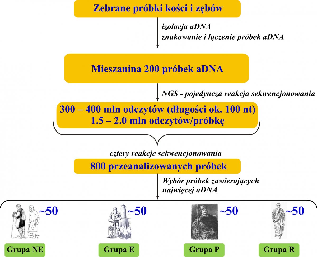 Wykres ilustrujący przebieg badań. Zastosowanie sekwencjonowania nowej generacji (NGS; ang. Next Generation Sequencing) w badaniach przesiewowych próbek aDNA. Zanieczyszczenie obcym materiałem genetycznym oraz degradacja to dwa główne problemy napotykane podczas analizy aDNA. Dla ich zminimalizowania wszystkie uzyskane próbki DNA poddane zostaną wstępnej analizie, w wyniku której zidentyfikowane będą te o najwyższej zawartości endogennego, ludzkiego aDNA. W tym celu poszczególne próbki DNA wyizolowanego z kości lub zębów zostaną oznaczone unikatowymi znacznikami (DNA-barcode). Stosowany przez nas system NGS Illumina GAIIx pozwala wymieszać i równocześnie analizować około 200 próbek w jednej reakcji sekwencjonowania. Z uwagi na obecność znaczników, każda odczytana sekwencja będzie mogła być jednoznacznie przyporządkowana danej próbce. W ten sposób w zaledwie czterech reakcjach sekwencjonowania będziemy mogli przebadać około 800 próbek. Do dalszych badań wybranych zostanie około 200 próbek (50 z każdej grupy).