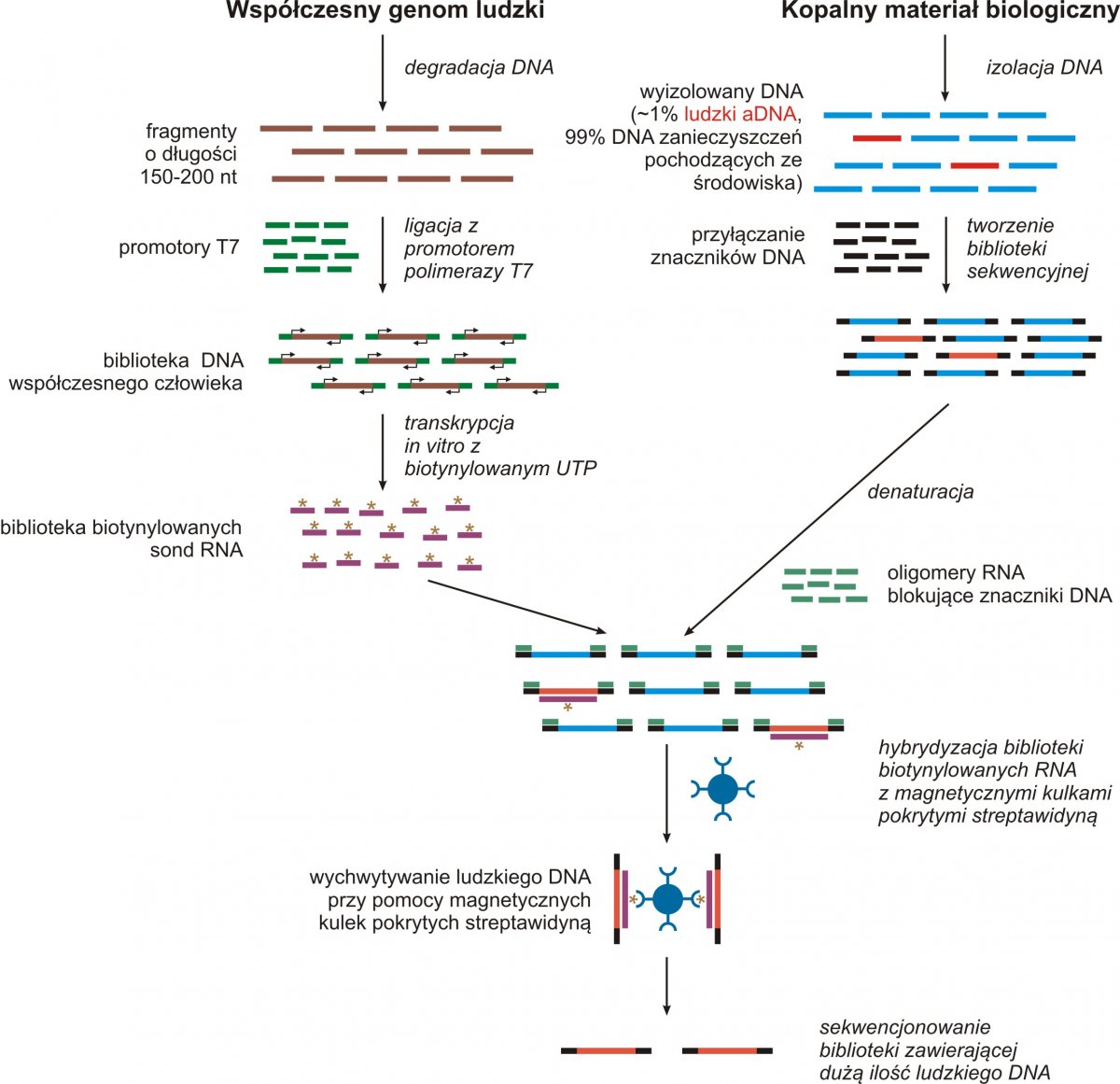 Selektywne wyodrębnienie całego genomu (ang. whole genome capture; Carpenter i inni, 2013). Próbki DNA wyizolowane z kopalnego materiału biologicznego (zębów lub kości) zwykle zawierają bardzo niewielką ilość endogennego, ludzkiego aDNA. Pozostały DNA pochodzi głównie z zanieczyszczających badany materiał mikroorganizmów. W rezultacie, sekwencjonowanie próbek DNA bezpośrednio po ich wyizolowaniu jest nieefektywne, gdyż poddawane sekwencjonowaniu biblioteki DNA zawierają najczęściej mniej niż 1% endogennego, ludzkiego aDNA. Problem ten można w dużym stopniu przezwyciężyć poprzez zastosowanie nowo opracowanej procedury zwanej selektywnym wyodrębnianiem całego genomu. Najnowsze badania wykazały, że przy użyciu tej metody można zwiększyć zawartość endogennego, ludzkiego aDNA w sekwencjonowanej bibliotece z 1 aż do 50%.