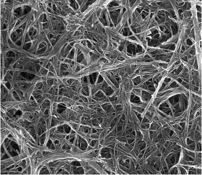Carbon nanotubes, SEM photo