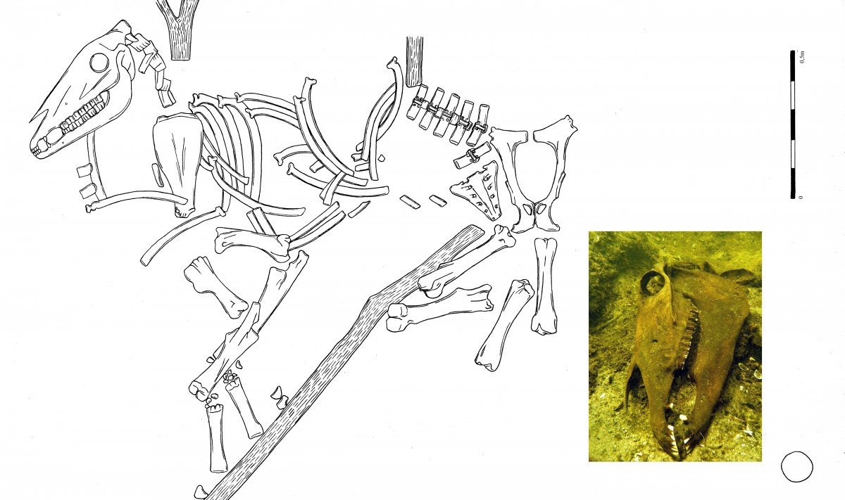 Drawing of the horse's skeleton and a photo of the horse's skull in the waters of Zarańsko lake (drawing by B. Kowalewska, photo by P. Białowicz)